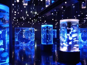 円柱と楕円型の水槽が独特の幻想的空間を創り出します