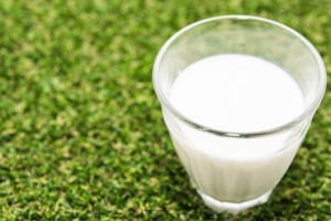 牛乳に含まれるたんぱく質はにんにく臭を消す効果あり