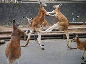 5月4日はなんと都立の動物園が無料になるんですよ!