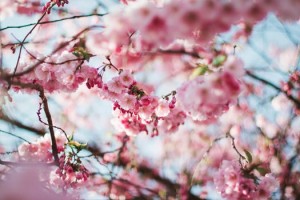 千葉のお花見スポットはここ 屋台でにぎわう桜の名所を調べてみた それ教えて