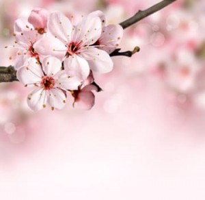 榴岡公園の特徴はソメイヨシノよりも枝垂桜が多いです