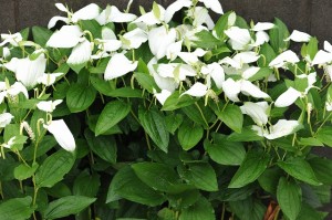 半夏生というのは毒草が生えてくる時期と言うこと!