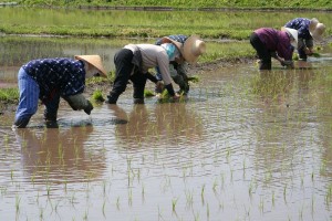 半夏生は農作業の大変な疲れをゆっくりとるための期間